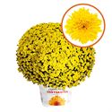 Afbeelding van Bolchrysant  P19 geen kleur Yellow